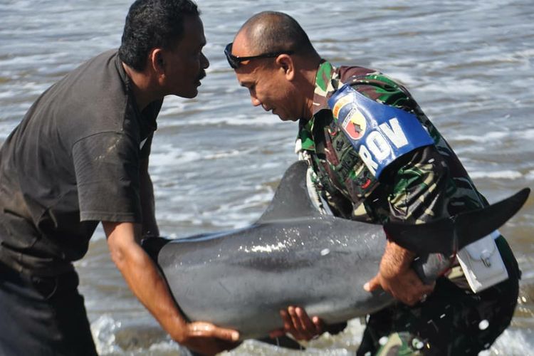 Anggota Kodim 0807 saat menemukan ikan lumba-lumba di Pantai Klatak, Kecamatan Besuki, Tulungagung, Jawa Timur, Minggu (1/9/2019).