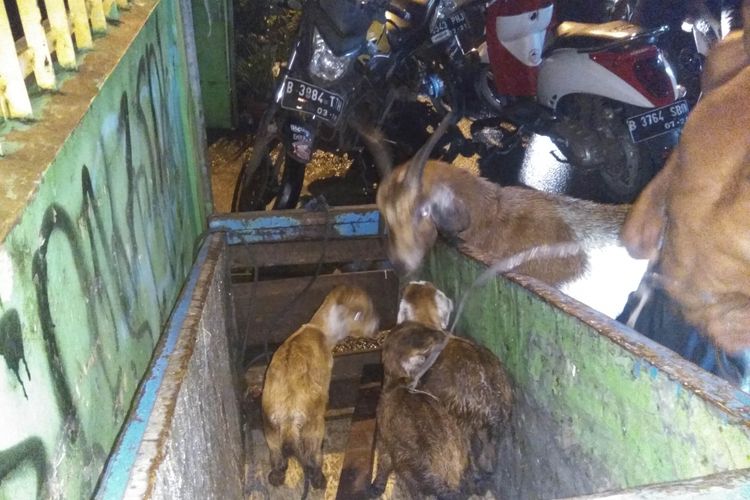 Hewan ternak warga Bidara Cina, Jakarta Timur, ikut mengungai saat banjir melanda daerah itu Senin (5/2/2018) malam.