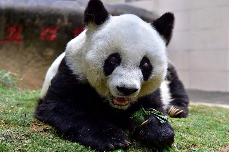 Panda Basi dipotret pada Januari 2017