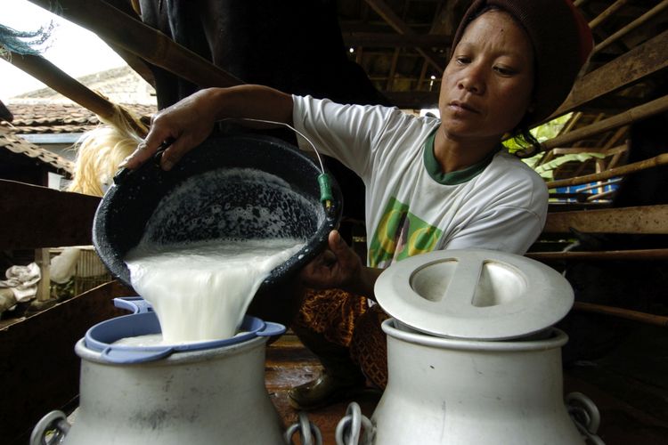 Peternak sapi perah tradisional di Lembang, Kabupaten Bandung, memindahkan susu ke dalam tabung, Minggu (27/11/2005). Saat itu harga susu turun hingga Rp 1.700 per liter. Rendahnya kualitas susu mereka antara lain akibat buruknya mutu pakan sapi dan proses pemerahan yang kurang baik.