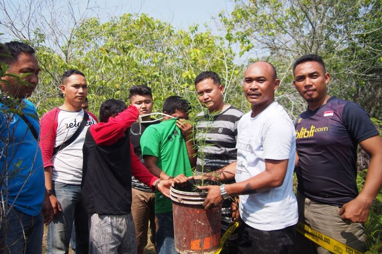 Anggota Sat Narkoba Polres Karimun berhasil mengungkap mini kebun pohon ganja di hutan Pangke, Karimun, Kepulauan Riau. Tidak saja tiga pohon yang berusia dua sampai tiga bulan yang diamankan, petugas juga mengamankan 27 bibit pohon ganja yang baru disemai. 