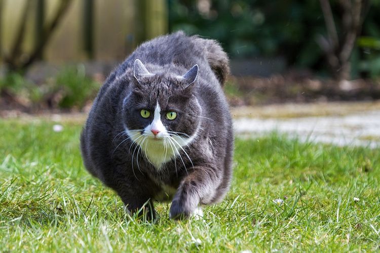 Ilustrasi Kucing Gemuk Sedang Berlari.