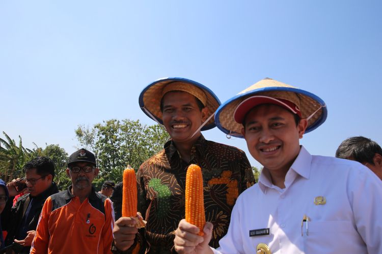 Panen raya jagung varietas Nakulaa Sadewa (Nasa) SinKembar Tongkol di Desa Joho, Kabupaten Nganjuk, Jumat (6/9/2019).