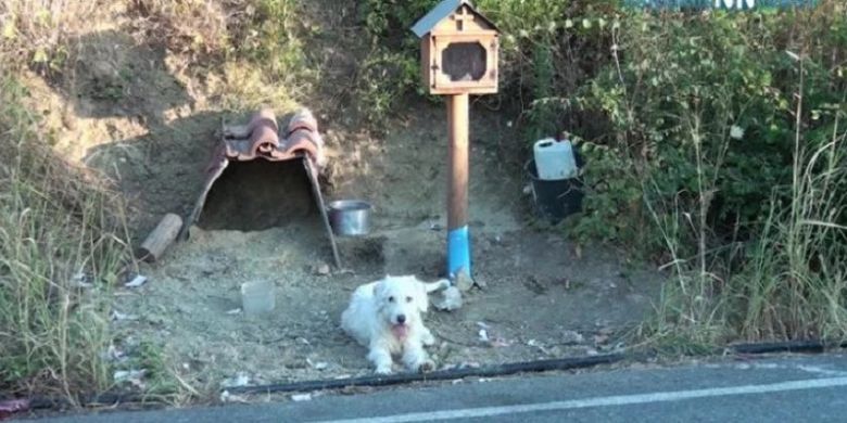 Anjing berjuluk Hachiko Yunani ketika duduk di lokasi kecelakaan yang menewaskan majikannya lebih dari setahun terakhir.