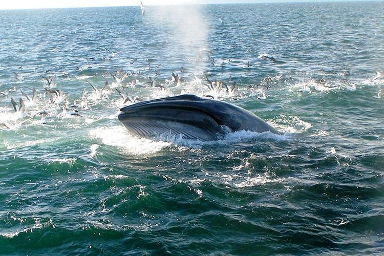Seekor paus Brydes saat sedang mengambil napas di permukaan laut.