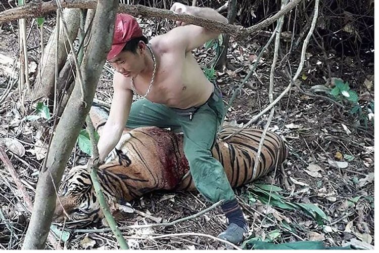 Aksi seorang pemburu gelap yang memukul seekor harimau terluka di wilayah utara Thailand ditemukan di dalam telepon genggam salah seorang pemburu yang ditangkap.