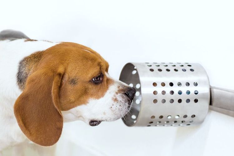 Seekor anjing jenis Beagles tengah mendeteksi sampel darah yang mengandung kanker dengan sampel darah yang normal.