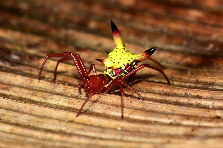 Warna cerah pada  cenderung membantu laba-laba menarik mangsa sementara duri-duri yang mencuat ke luar berfungsi sebagai mekanisme pertahanan diri.