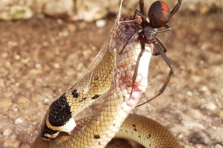 Laba-laba punggung merah memakan ular paling berbisa kedua di dunia