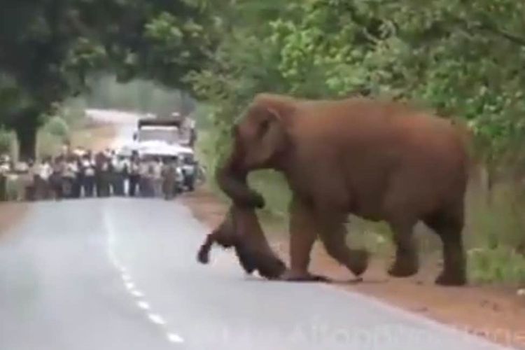 Potongan video memperlihatkan seekor gajah membawa bangkai gajah ke seberang jalan di India.
