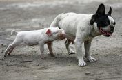 Unik, Hewan-hewan Ini Adopsi Anak Hewan Lain