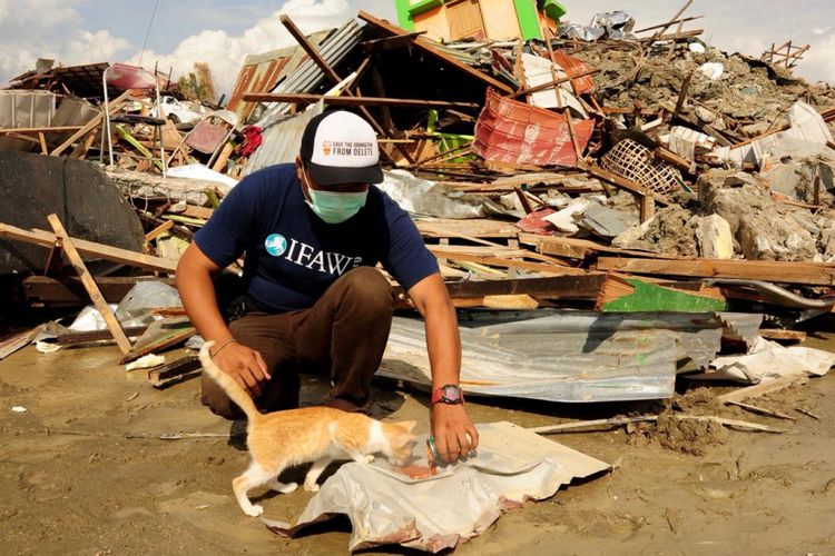 Salah satu tim Animals Warrior memberi makan kepada kucing yang berada di daerah terdampak bencana di Palu.