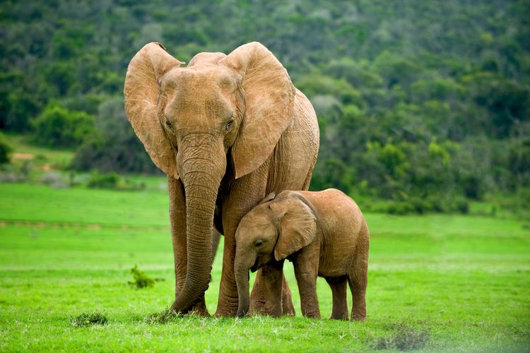 Ilustrasi induk gajah dan anaknya