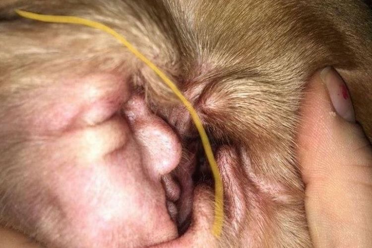 Gambar guratan mirip wajah Donald Trump yang ada di telinga seekor anjing di Inggris