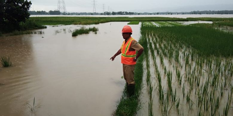 CEK LAHAN PERTANIAN: Petugas UPT DPU Wilayah Sumpiuh, Kabupaten Banyumas, Jawa Tengah, mengecek lahan pertanian yang terendam banjir, Selasa (19/3/2019).