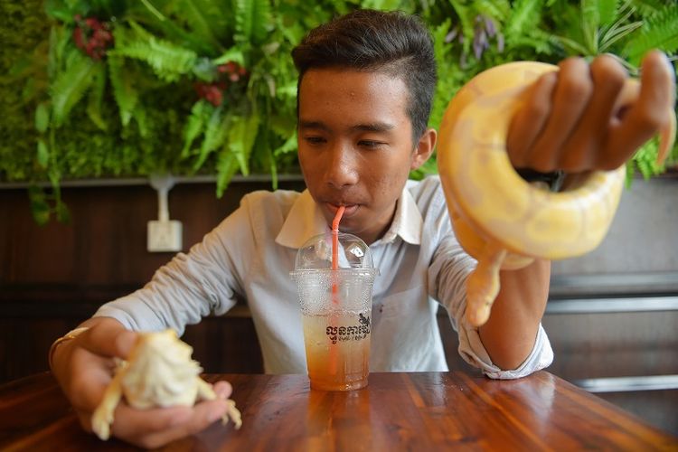 Dalam foto ini terlihat seorang pelanggan sedang memegang seekor ular dan iguana sambil minum es teh di Kafe Reptil, Phnom Pehn, Kamboja.
