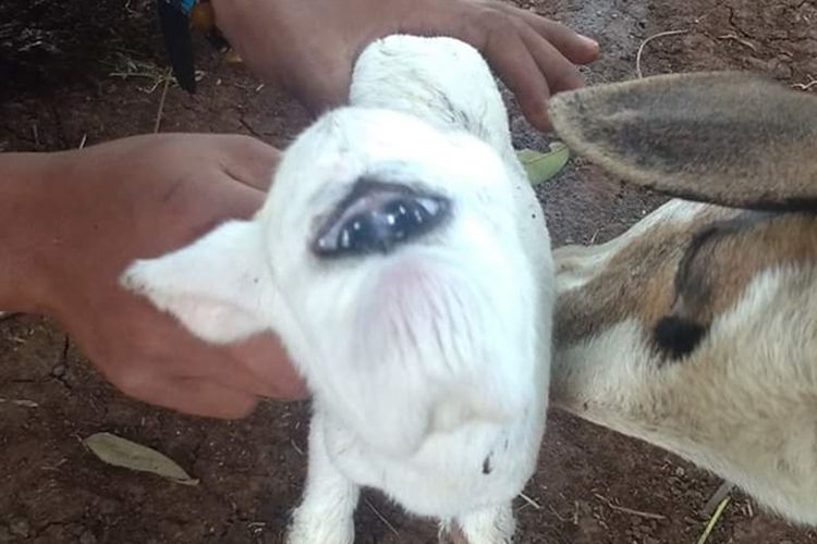 Pemilik kambing, Sudirja (60) sedang merawar kambing bermata satu di Kampung Cigelap, Desa Cibeuteng Udik, Kecamatan Ciseeng, Kabupaten Bogor, Jawa Barat, Minggu (8/9/2019)