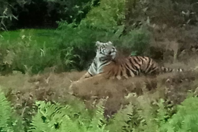 Harimau betina yang tertangkap kamera petugas BKSDA Riau.