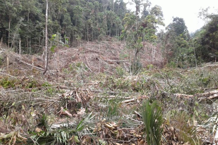 Kondisi Taman Nasional Bogani Nani Wartabone yang diserobot oleh warga