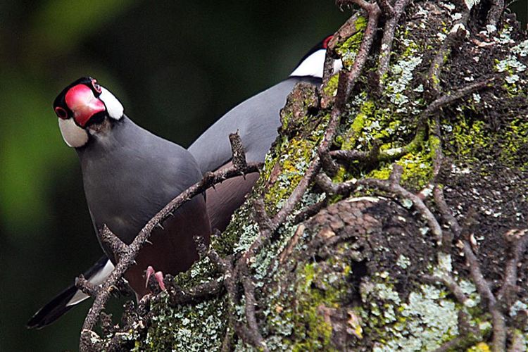 Burung gelatik jawa (Lonchura oryzivora) di Ruang Terbuka Hijau (RTH) Taman Kota Gorontalo. Banyak ohon tua yang dijadikan rumah dan tenggeran burung dilindungi ini.