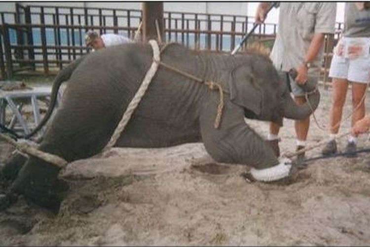 Seekor bayi gajah yang sedang diajari untuk melakukan sirkus.