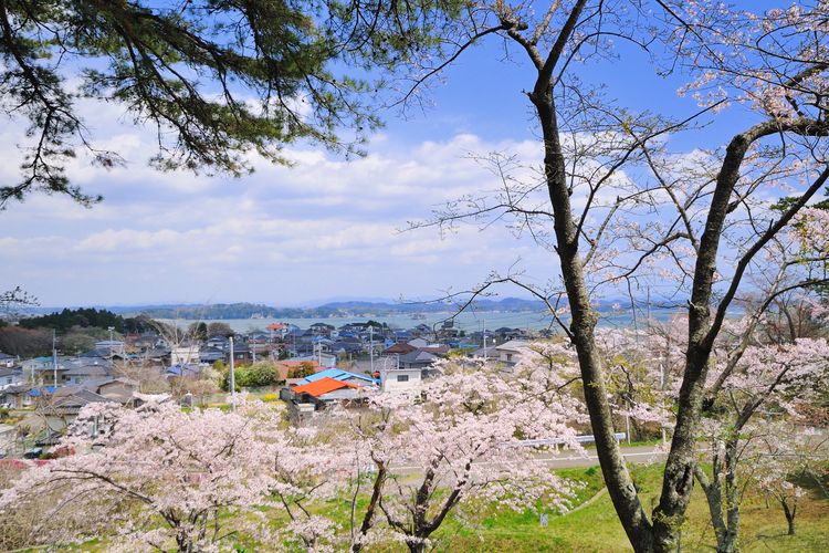 Berbagai jenis sakura seperti Someiyoshino dan Yamazakura ditanam di taman Kimigaoka Koen.