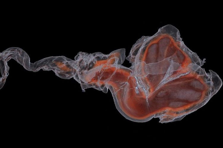 Hasil CT scan penis (merah) dalam vagina lumba-lumba yang berliku-liku.