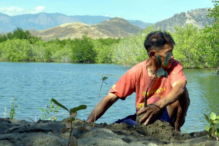 Babah Akong saat menanam bakau di pesisir pantai Utara tepatnya di Desa Reroroja, Kecamatan Magepanda, Kabupaten Sikka, Nusa Tenggara Timur, Sabtu (12/1/2019).