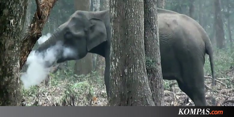 Gajah di India "Merokok", Apa yang Sebenarnya Terjadi?