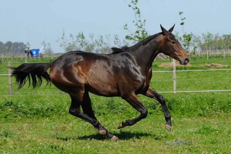 Peneliti berharap dapat mengkloning kuda yang lebih cepat, kuat, dan melompat dengan lebih tinggi dari sebelumnya.