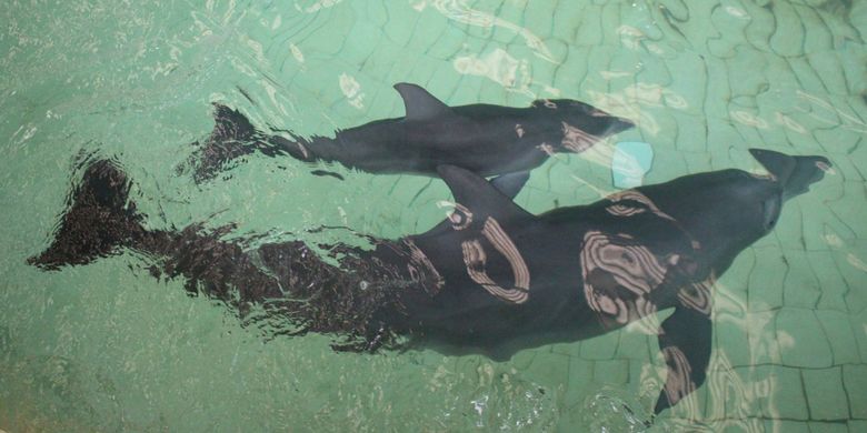 Lumba-lumba hidung botol jadi koleksi baru di Faunaland Ancol, area Allianz Ecopark. 