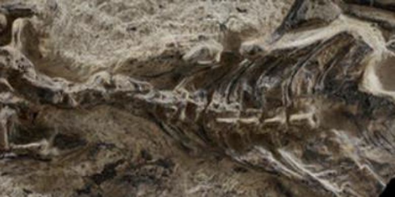 Para ilmuwan menemukan fosil Megachirella wachtleri di pegunungan Alpen, Italia utara pada 2003.
