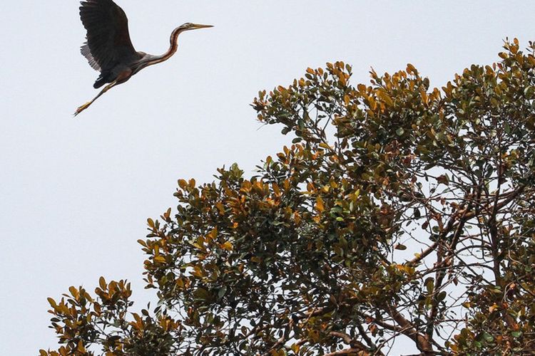 Menengok Persinggahan Burung Migrasi di Kerumutan