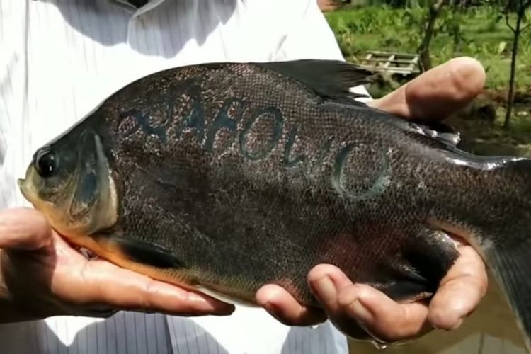 Ikan bawal bertato Prabowo ditunjukkan pemiliknya Ahmad Munajat (55), warga Desa Singasari, Kecamatan Karanglewas, Kabupaten Banyumas, Jawa Tengah  