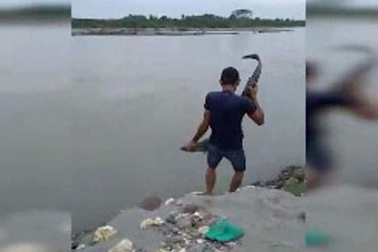 Buaya sepanjang 1,5 meter yang masuk ke pemukiman warga dilepaskan kembali ke Sungai Lariang, Sulawesi Barat, Senin (15/7/2019). Tampak warga menangkap buaya tersebut dengan tangan kosong. 