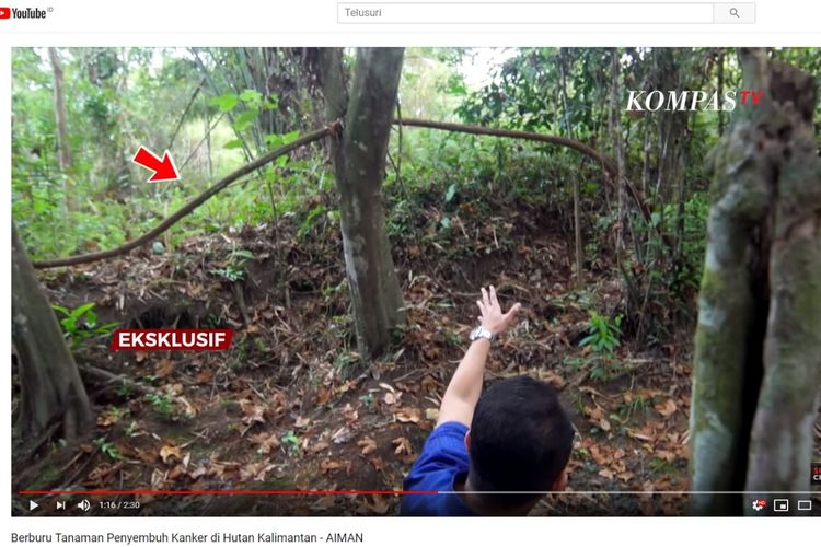 Jurnalis Kompas TV Aiman Witjaksono mengunjungi lokasi tumbuhan bajakah.