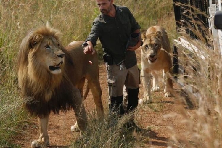 Kevin Richardson, yang dikenal sebagai The Lion Whisperer, membawa dua singanya untuk berjalan-jalan di Dinokeng Game Reserve, dekat Pretoria, Afrika Selatan. Foto ini diambil pada 15 Maret 2017. (AP Photo) 