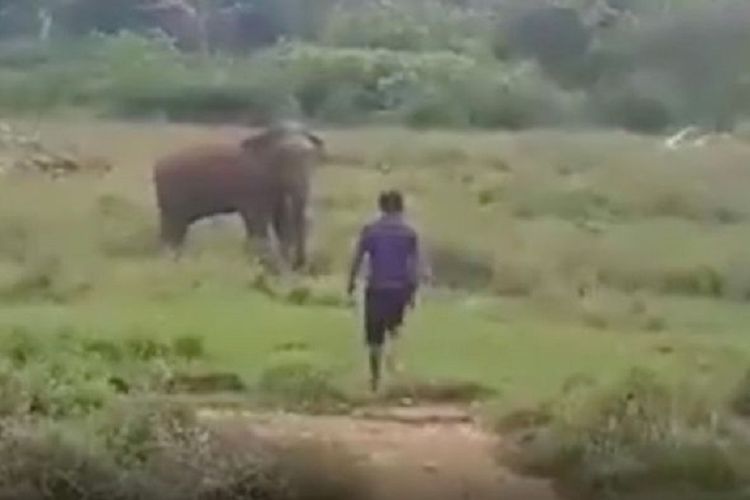 Potongan video yang memperlihatkan momen ketika seorang pria mendekati seekor gajah liar di Sri Lanka. Pria itu tewas terinjak setelah berusaha menghipnotis si gajah.