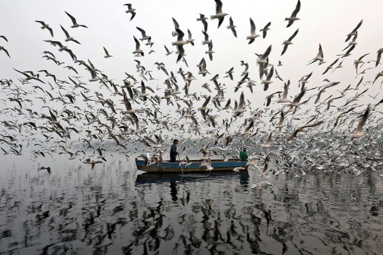 Seorang pria memberi makan burung camar di sepanjang sungai Yamuna di pagi berkabut di New Delhi, India, Jumat (17/11/2017).