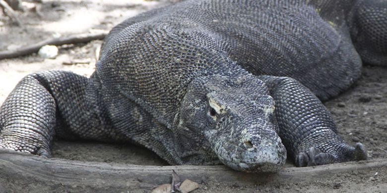 Komodo di Taman Nasional Komodo, Resort Loh Buaya, Pulau Rinca, Kabupaten Manggarai Barat, Nusa Tenggara Timur, Sabtu (10/5/2014).