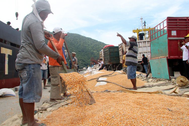 Sejumlah pekerja di pelabuhan Gorontalo menyiapkan jagung yang akan diekspor ke Filipina, Jumat (4/5/2018).