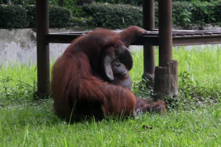Seekor orangutan tampak memungut puntung rokok yang dilempar pengunjung di Kebun Binatang Bandung, Jawa Barat, Selasa (6/3/2018).