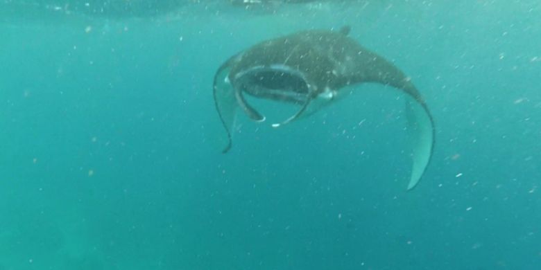 Ikan pari manta di perairan Taman Nasional Komodo, Labuan Bajo, Manggarai Barat, Nusa Tenggara Timur, Minggu (17/2/2019).