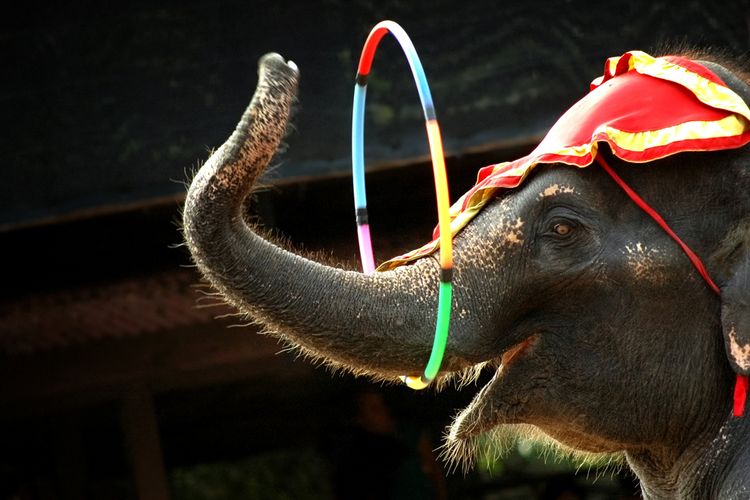 Ilustrasi gajah sirkus.