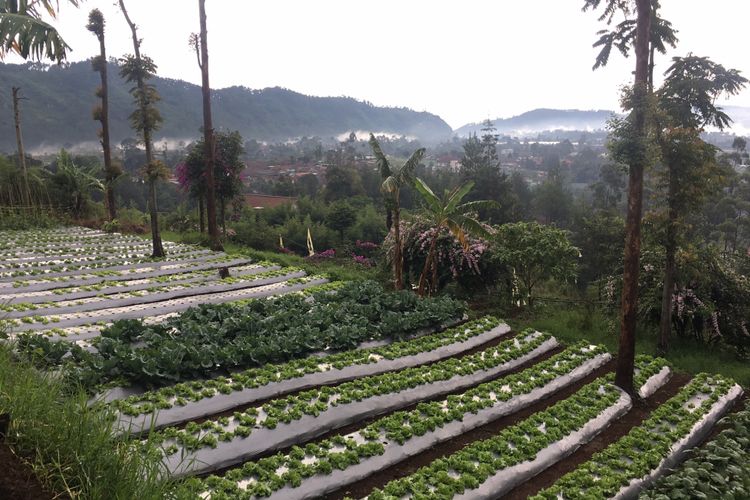 Kebun organik yang ada di Mulberry Hill by The Lodge, Desa Cibodas, Kecamatan Lembang, Kabupaten Bandung Barat, Jumat (23/2/2018).