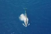 Pertama dalam Sejarah, Paus Biru Terlihat di Laut Merah