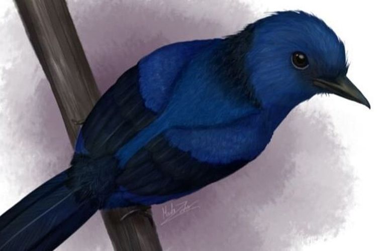 Rekonstruksi burung prasejarah Eocoracias brachyptera memiliki bulu berwarna biru.