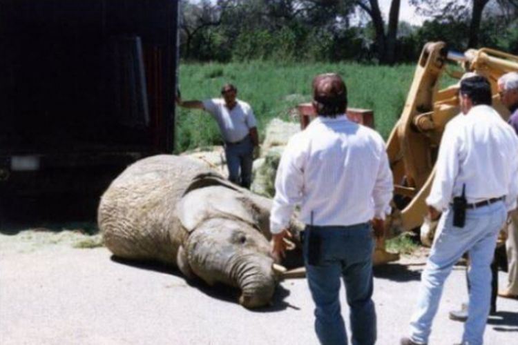 Gajah yang mati karena kepanasan dan kehaisan oksigen di dalam truk pengangkutan.