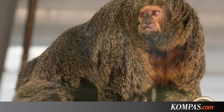 Bagai Binaragawan, Monyet Betina Ini Viral di Media Sosial