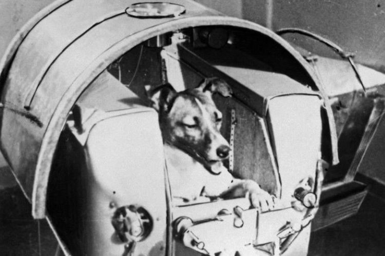 Uni Soviet meluncurkan misi luar angkasa dengan mengirimkan Laika, seekor anjing yang menjadi hewan pertama mengorbit Bumi. (AFP)